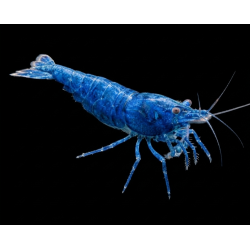 caridina davidi heteropoda blue velvett, crevette bleue Nano aquarium