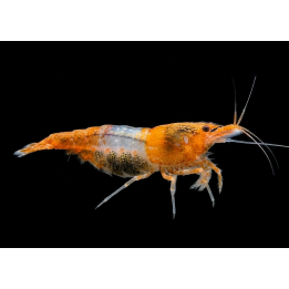 Crevette davidi orange rili