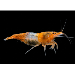 Orange Rili – Neocaridina davidi orange | NeoTropic