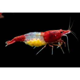 Sakura Rili Shrimp – Neocaridina davidi | NeoTropic