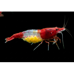 Sakura Rili – Neocaridina davidi rouge Rili | NeoTropic