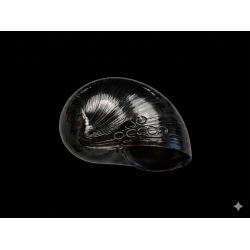Neritina pulligera – Escargot casque mangeur d'algues | NeoTropic
