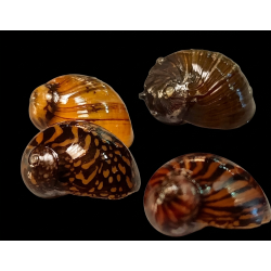Neritina Batik – Escargot Mangeur d’Algues | NeoTropic