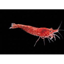 Crevette davidi Red Cherry