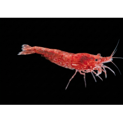 caridina davidi heteropoda Red cherry, crevette rouge Aquarium