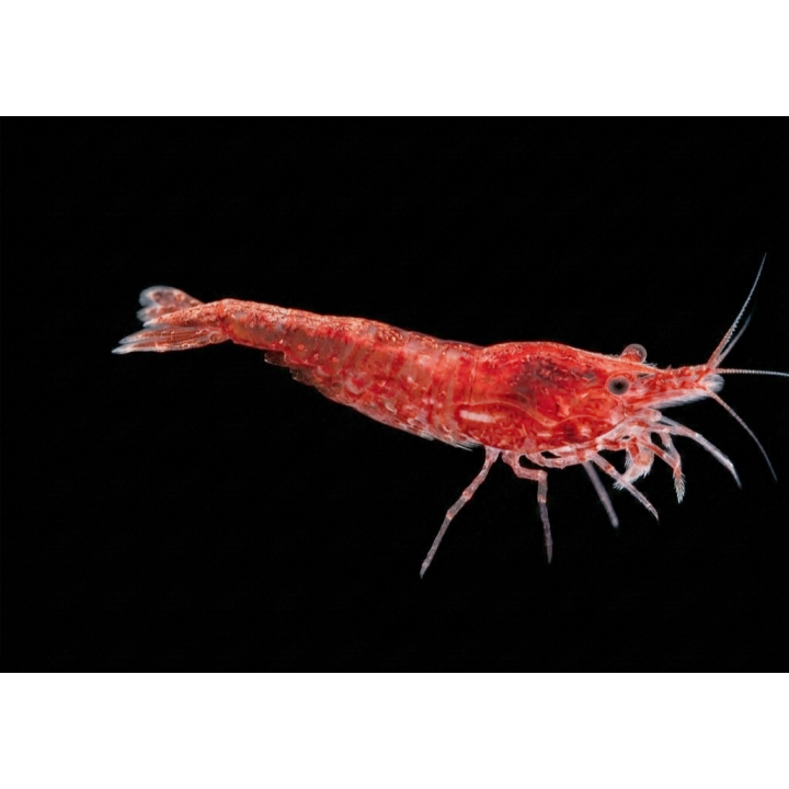 Crevette davidi Red Cherry