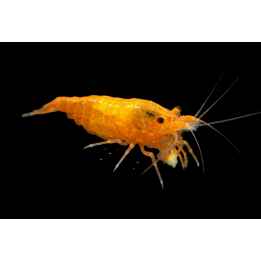 Orange Mandarin Shrimp – Neocaridina davidi | NeoTropic
