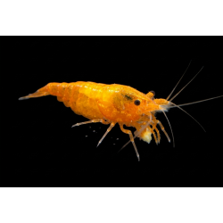 Crevette Orange Mandarine – Neocaridina aquarium | NeoTropic