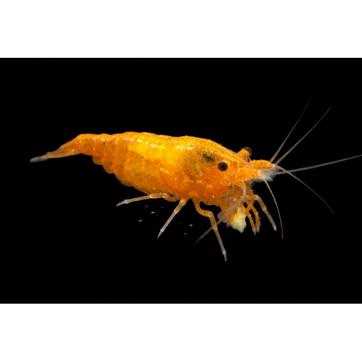 Crevette davidi mandarine Orange