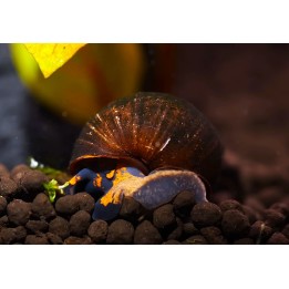Viviparus sp.blueberry (notopala) tropical, Magasin Vente en ligne