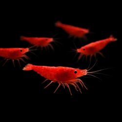 caridina davidi heteropoda Red cherry grade A Sakura,crevette aquarium