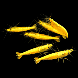 Crevette davidi Yellow fire Grade A 1.5-2cm lots