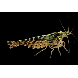 Neocaridina Tigrée – Crevette Tiger rayée d’aquarium | NeoTropic