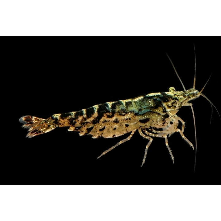 Crevette tigrée Tiger – Neocaridina davidi