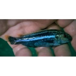 Melanochromis auratus Maleri Island F1 5-7cm