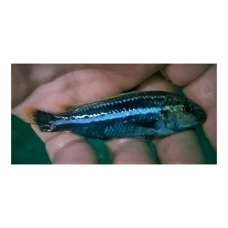 Melanochromis auratus Maleri Island F1 5-7cm