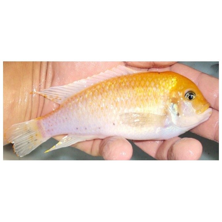 Metriaclima estherae Minos Reef Male O 7-9 cm | NeoTropic