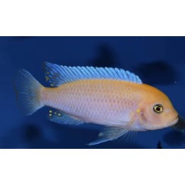 Metriaclima estherae Minos Reef Male O 7-9 cm | NeoTropic