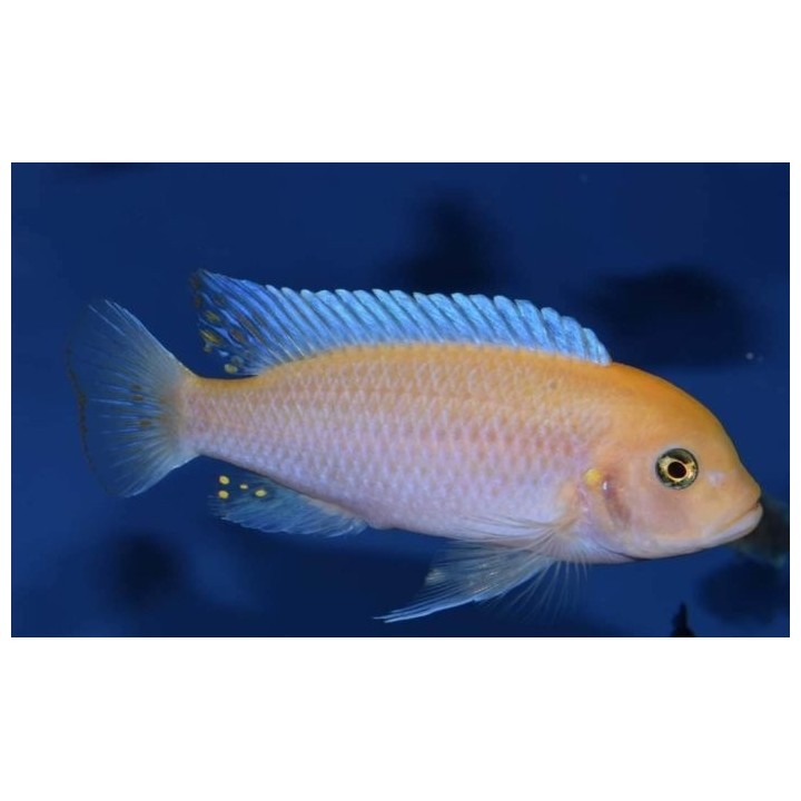 Metriaclima estherae Minos Reef mâle O – cichlidé Mbuna du lac Malawi 7-9 cm