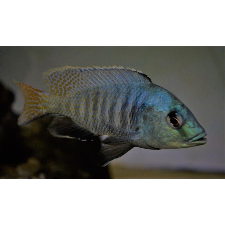 Trematocranus placodon – cichlidé Malawi de Likoma