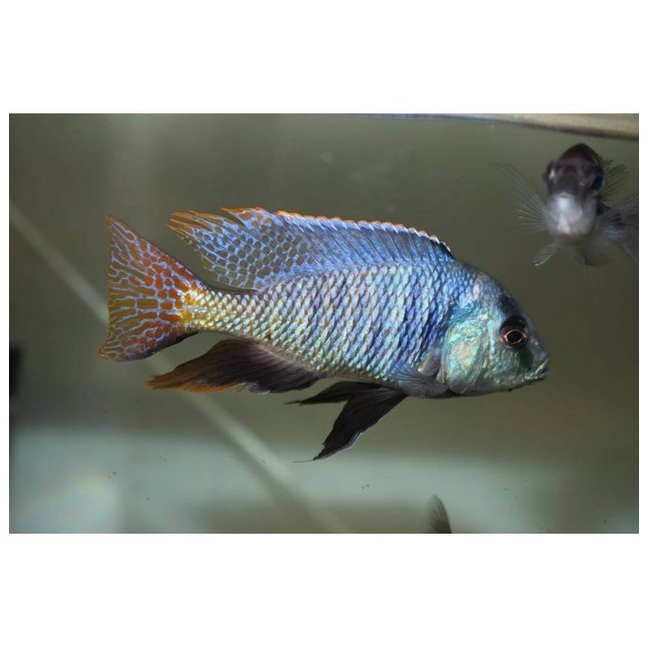 Protomelas virgatus Mbenji sauvage
