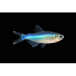 Tetra bleu ( Boehlkea fredcochui) Tropical, Magasin, VPC