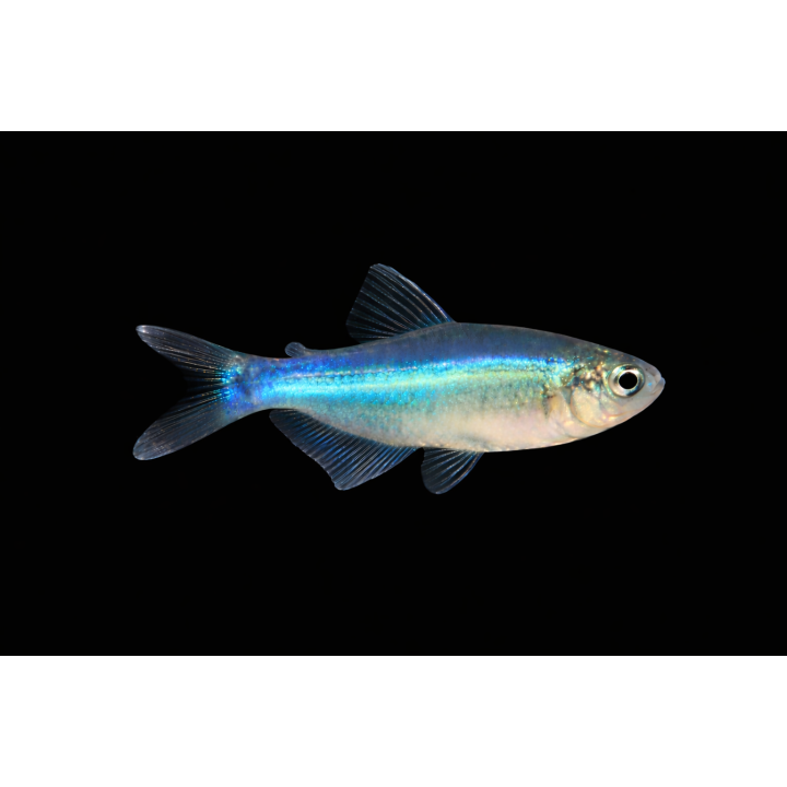 Tetra bleu - Boehlkea fredcochui