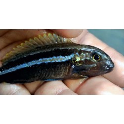 Melanochromis auratus Mbenji F1 4-6cm