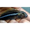 Melanochromis auratus Mbenji F1 4-6cm