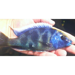 Nimbochromis venustus 12-15cm