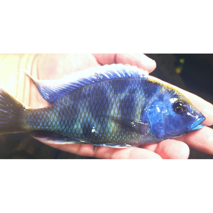 Nimbochromis venustus – grand cichlidé du lac Malawi 12-15 cm