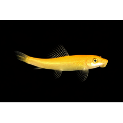 Gyrinocheilus aymonieri Gold/Marbré 5-7 cm | NeoTropic