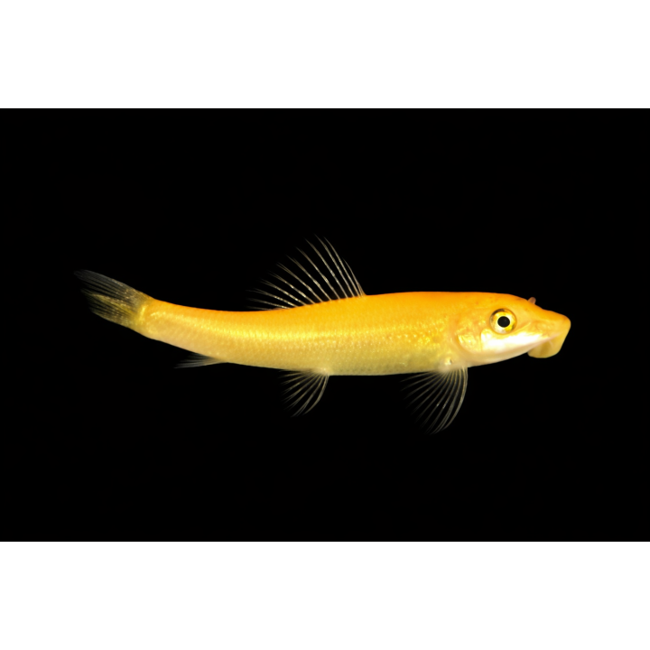 Gyrinocheilus aymonieri gold marbré