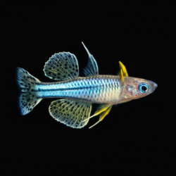 Pseudomugil gertrudae , poisson d'aquarium vivipare, Magasin, VPC