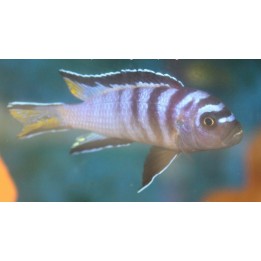 Pseudotropheus sp.elongatus chewere Chewere 5-7cm