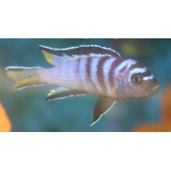 Pseudotropheus sp.elongatus Mphanga rocks 6-9cm élevage Malawi