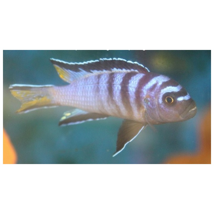 Pseudotropheus sp.elongatus chewere Chewere 5-7cm