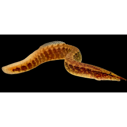 Macrognathus circumcinctus 15-20 cm – Anguille épineuse