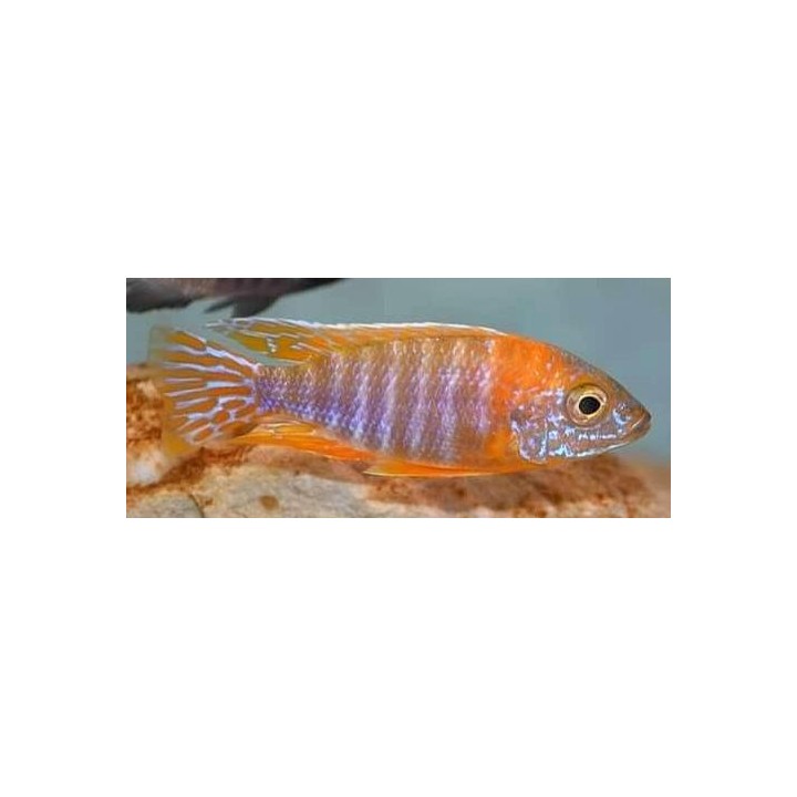 Aulonocara stuartgranti Maleri Chidunga sauvage – cichlidé coloré du lac Malawi