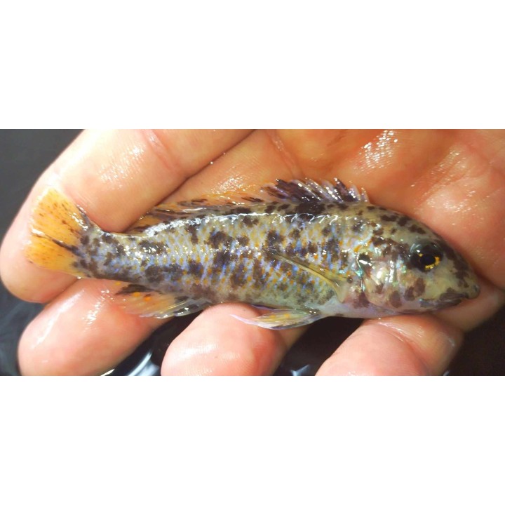 Labeotropheus trewavasae Chidunga Wild – Malawi Cichlid | NeoTropic
