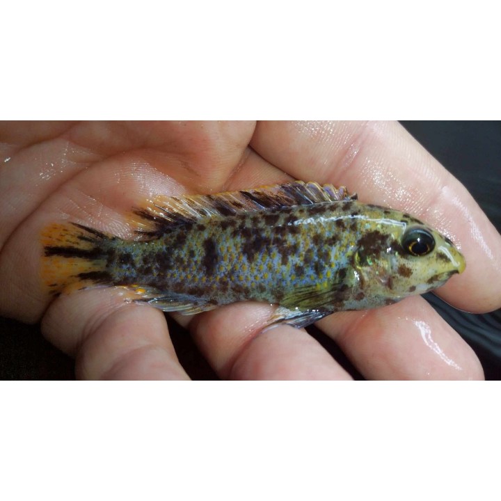 Labeotropheus trewavasae Chidunga Wild – Malawi Cichlid | NeoTropic