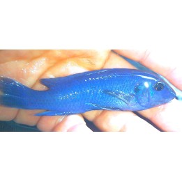 Labeotropheus trewavasae Chidunga Sauvage