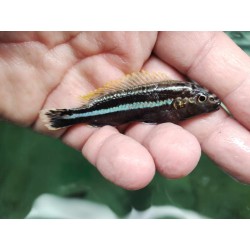 Melanochromis auratus Chidunga Sauvage – Cichlidé Malawi