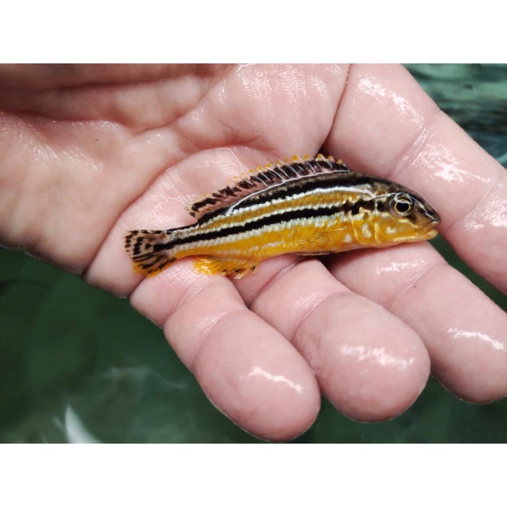 Melanochromis auratus Chidunga Wild – Malawi Cichlid | NeoTropic