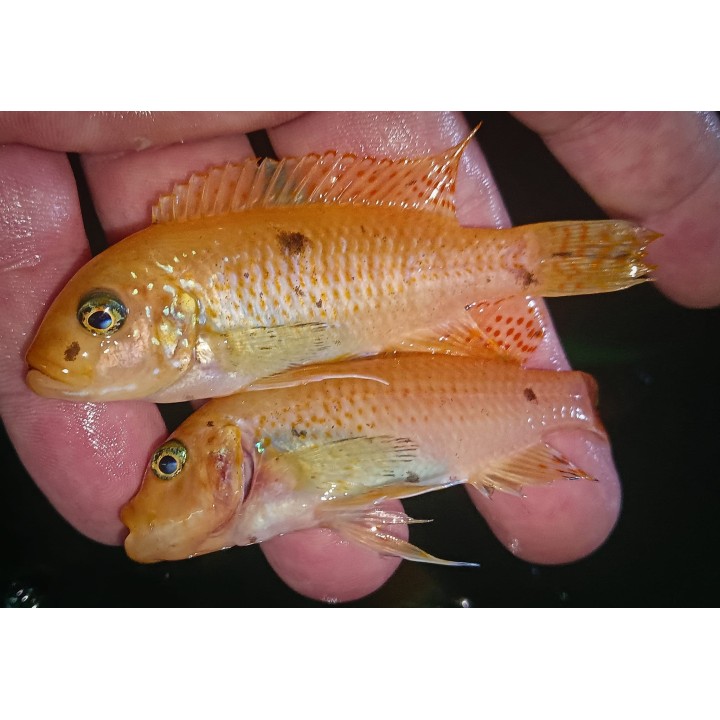 Metriaclima zebra Narungu sauvage avec femelles O/OB