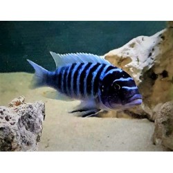 Metriaclima zebra Narungu avec fem O/OB Elevage