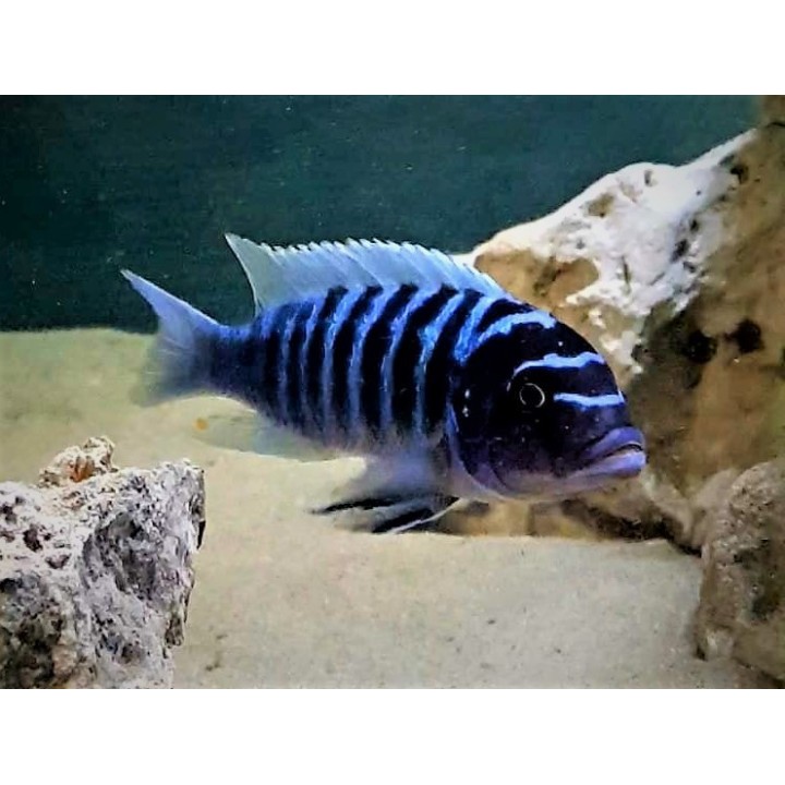Metriaclima zebra Narungu sauvage – cichlidé Mbuna bleu du lac Malawi
