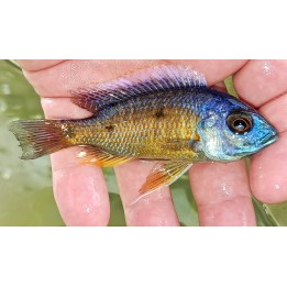 Copadichromis borleyi Chidunga Wild – Malawi Cichlid | NeoTropic