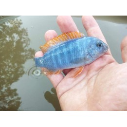 Labeotropheus fuelleborni Chidunga sauvage – cichlidé Mbuna bleu du lac Malawi