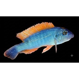 Labeotropheus trewavasae Namalenje Wild – First Import | NeoTropic